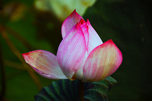 soi cầu 135