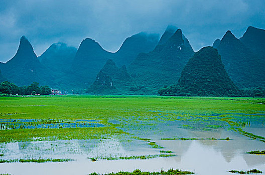 sc rong bach kim