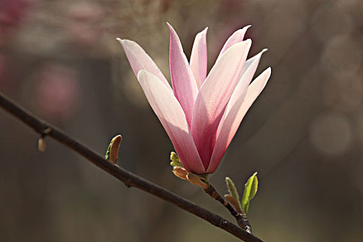 cầu bạch kim